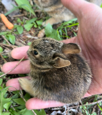 Actor delights fans with a tender rescue of baby rabbits ahead of a cat's swipe.