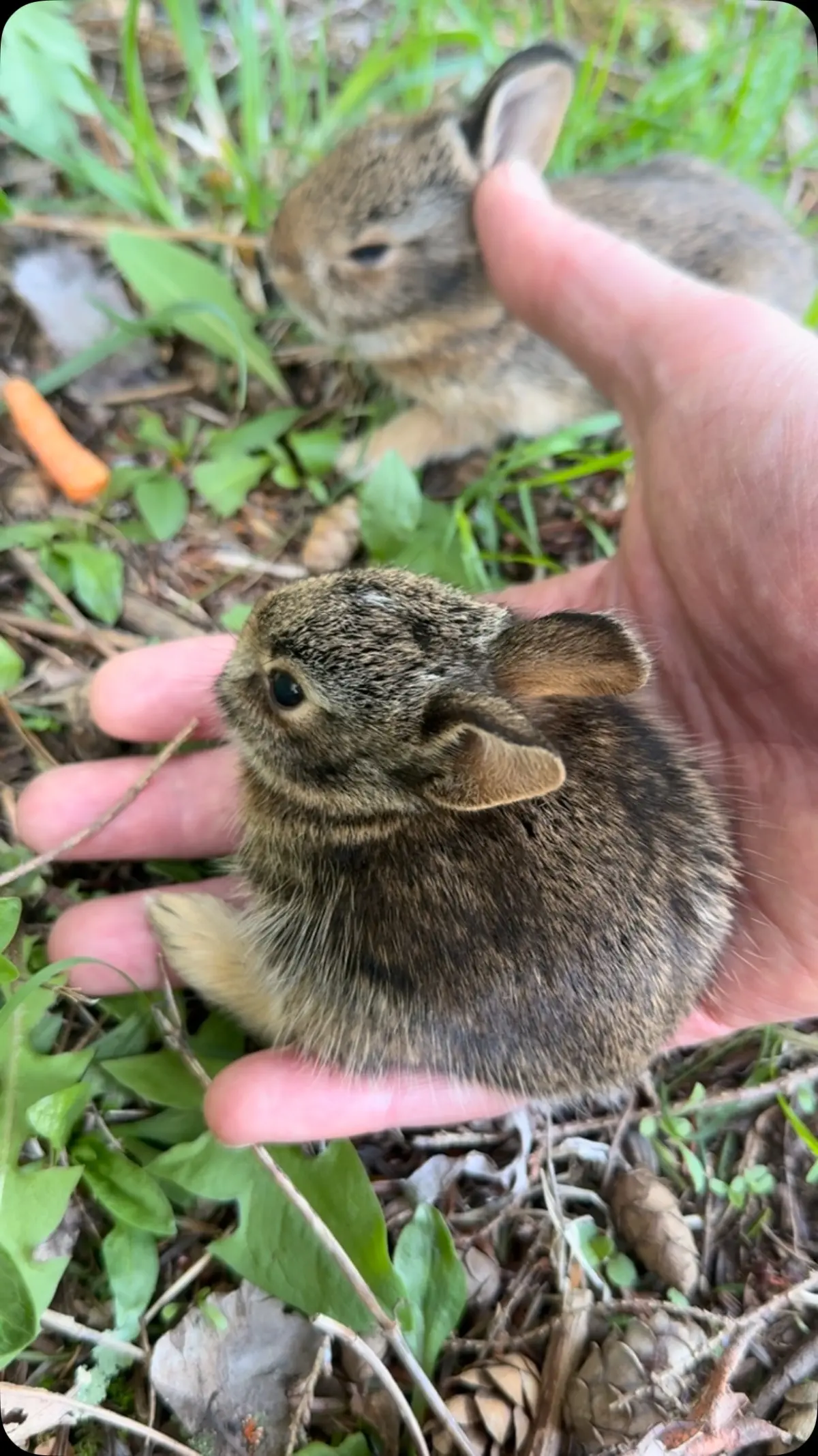 Adrien Brody Rescues Bunnies In Heartwarming Instagram Post Actor delights fans with a tender rescue of baby rabbits ahead of a cat's swipe.