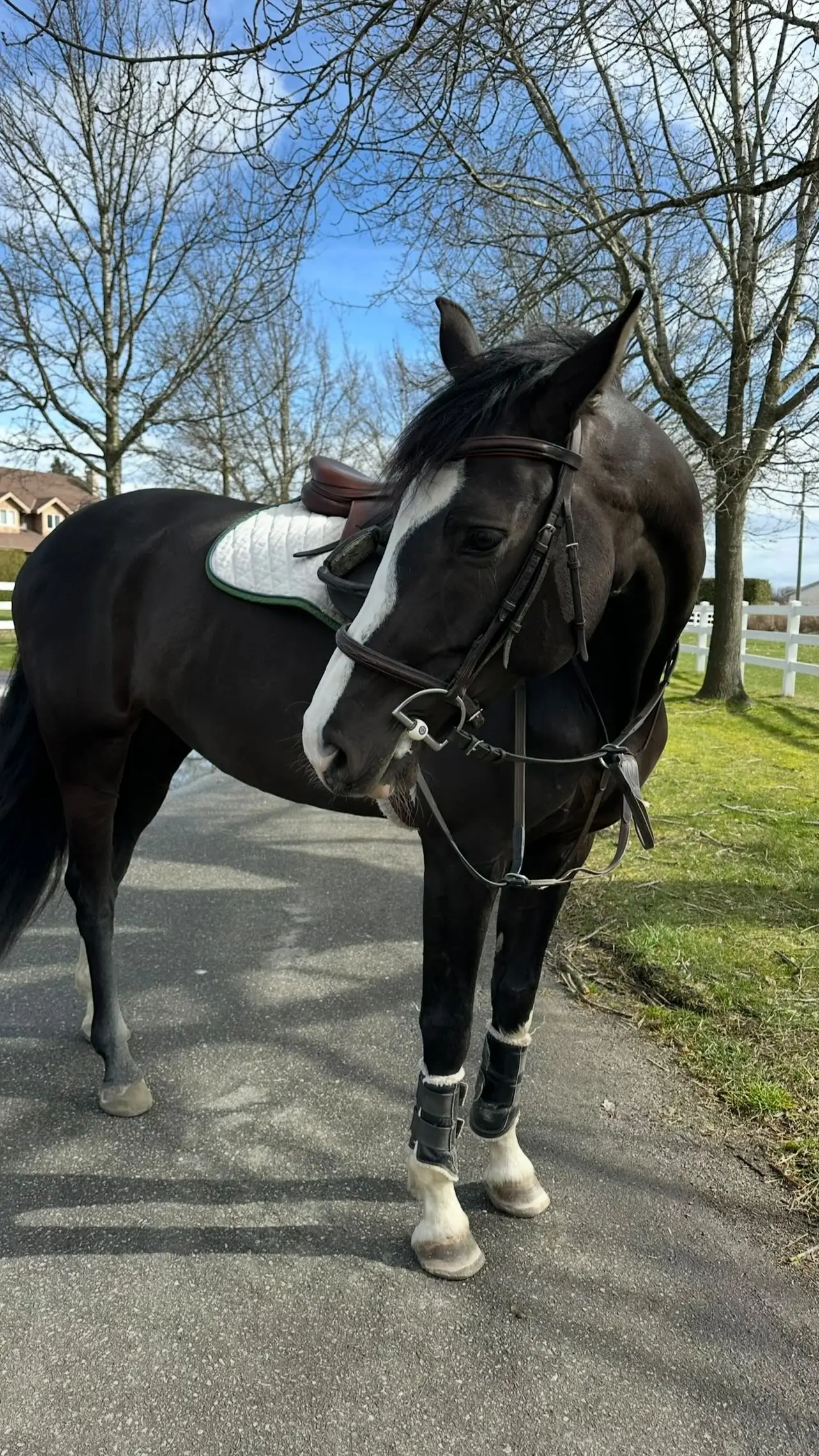 Alisha Newton Teases Fans With Horse-Themed Vlog In Latest Instagram Post The Heartland actress playfully counts how many times she can say 'horse' in her upcoming video