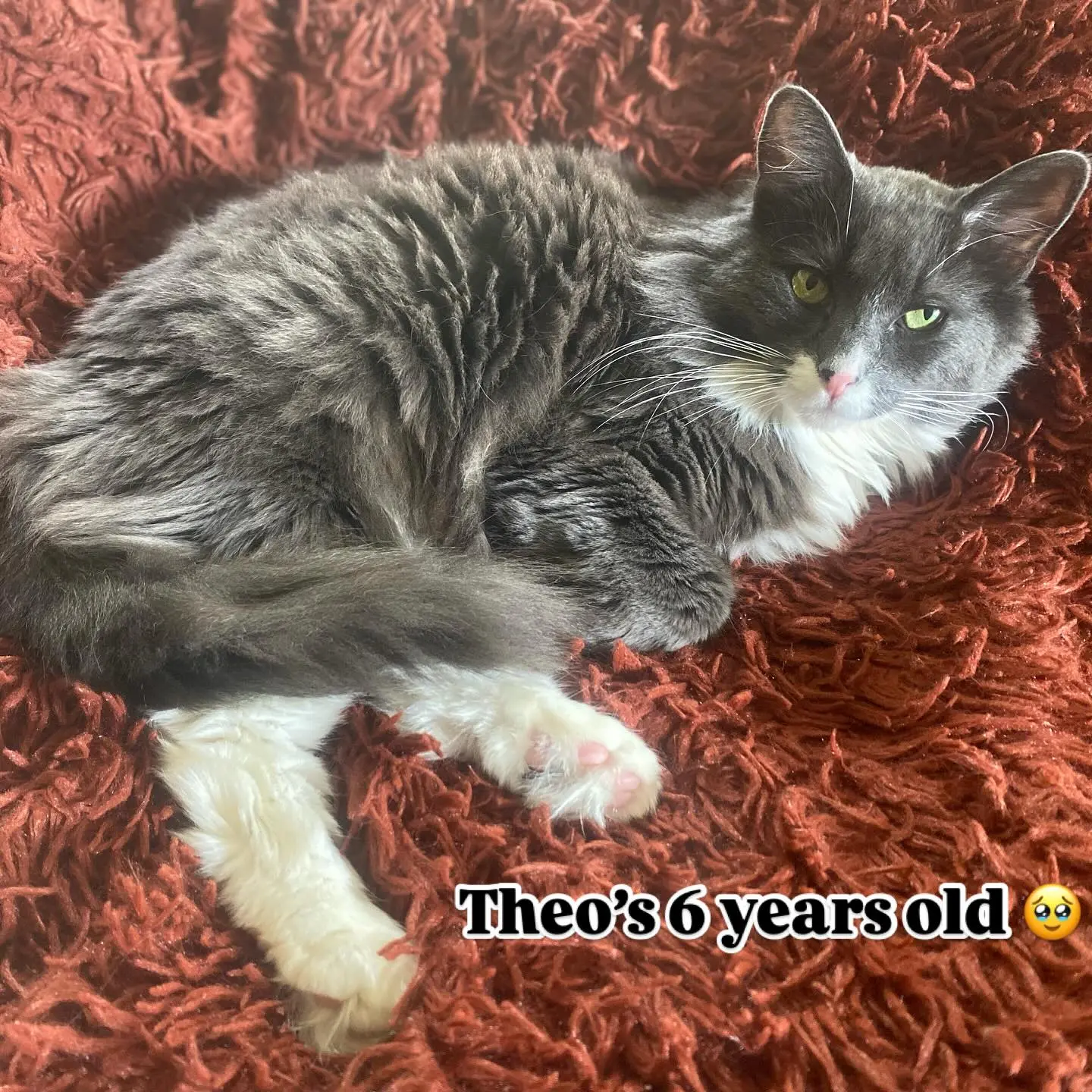 Amelia Rose Blaire Celebrates Theo’s 6th Birthday With Cuddly Charm Amelia Rose Blaire shares a sweet update on her pet's special day.