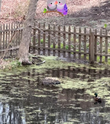 Tony Award-winner finds tranquility watching duck couple's sweet reunion in local pond scene