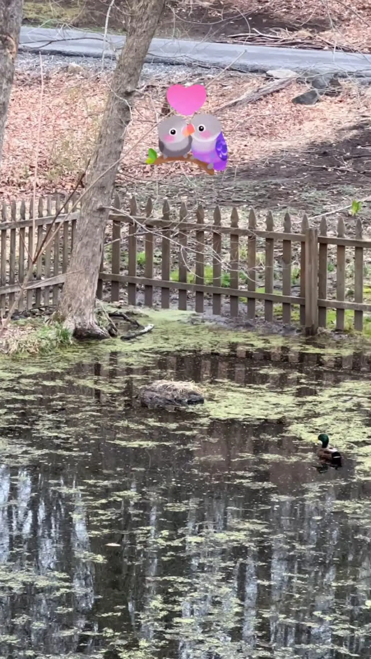 Audra McDonald Shares Peaceful Moment With Mallard Duck In Nature Break Tony Award-winner finds tranquility watching duck couple's sweet reunion in local pond scene