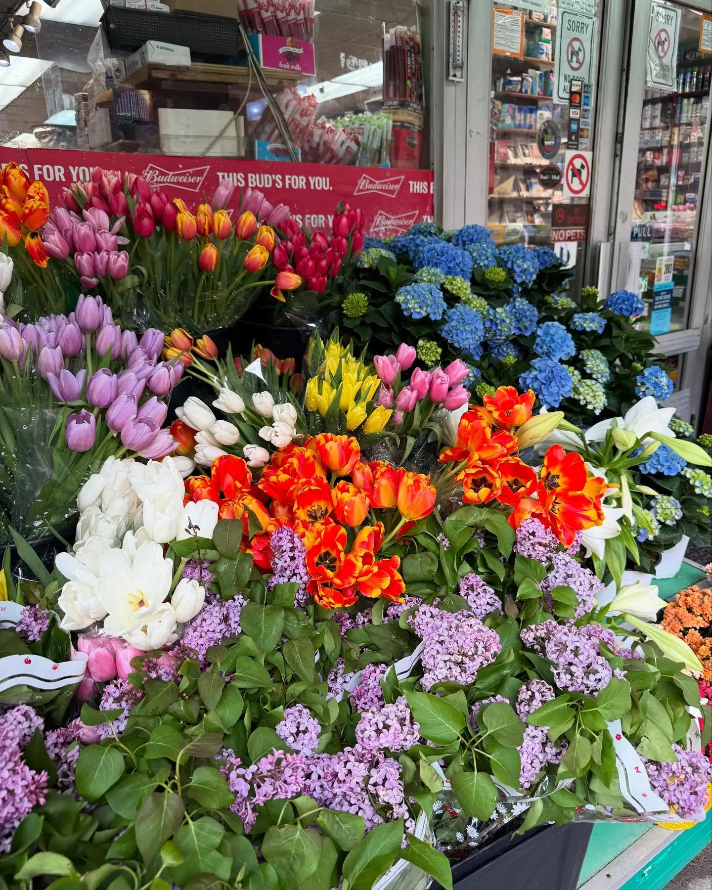Cady McClain Shares Spring Moments With Her Dog Logan In Flower-Filled NYC Soap opera veteran embraces spring in the Big Apple alongside her furry companion Logan