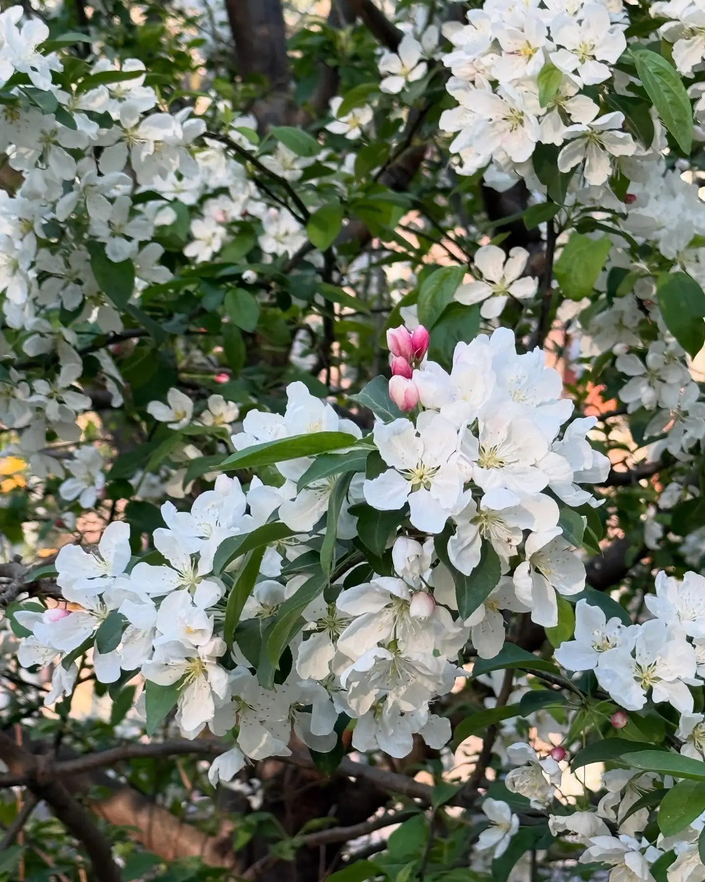 Cady McClain Shares Spring Moments With Her Dog Logan In Flower-Filled NYC