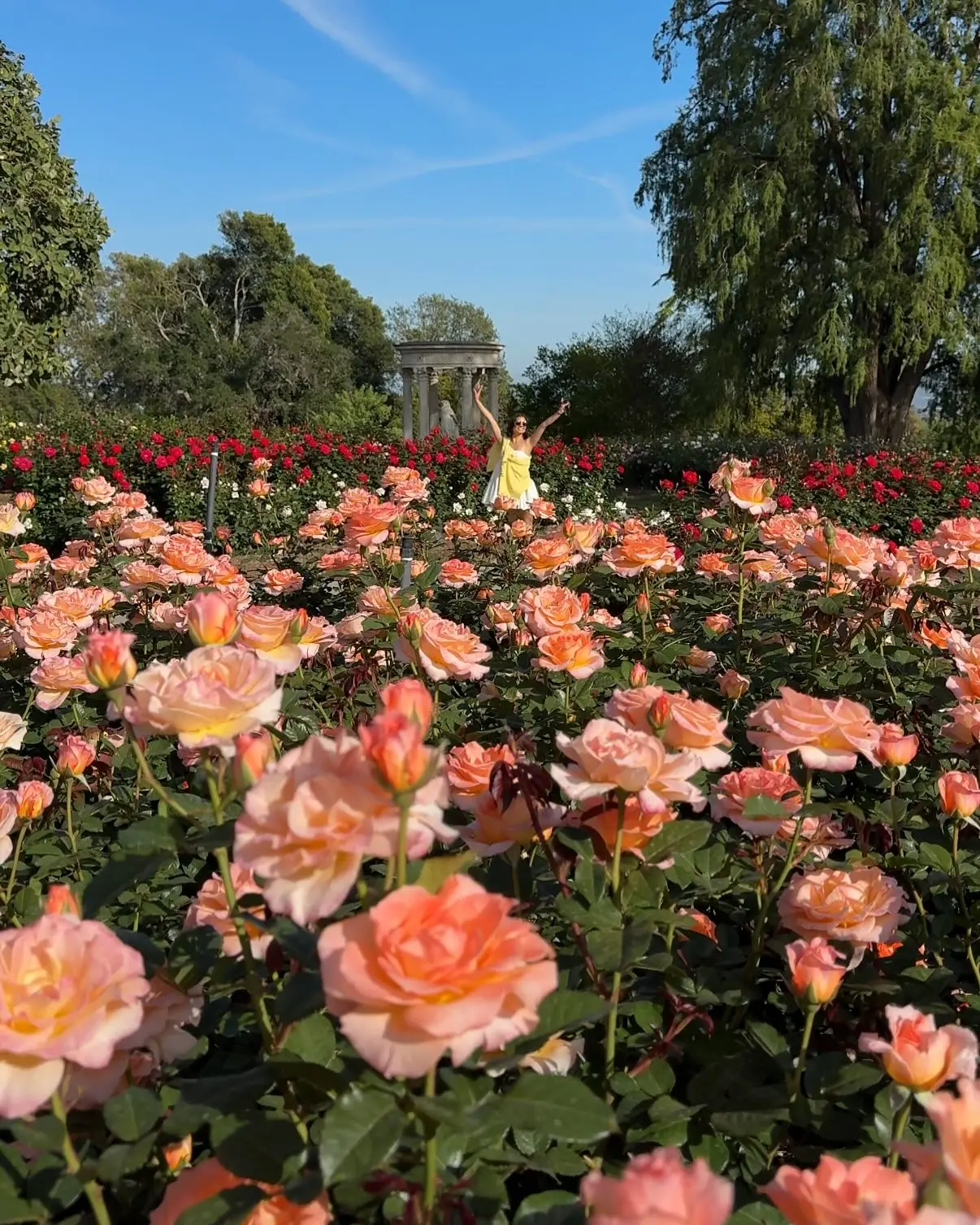 Derek Hough Shares Whimsical Moment With Roses In New Instagram Post Derek Hough Shares Whimsical Moment With Roses In New Instagram Post
