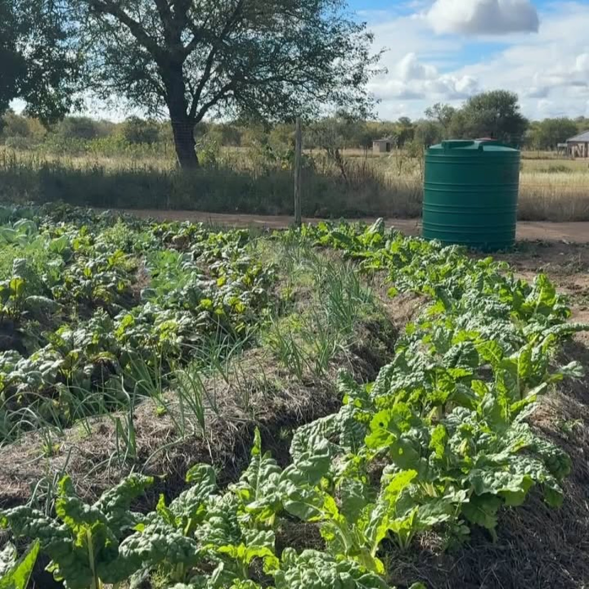 Hope Harvests: Briana Evigan’s South African Journey Briana Evigan sparks change in South Africa at Abundant Village with sustainable hope.!!!!