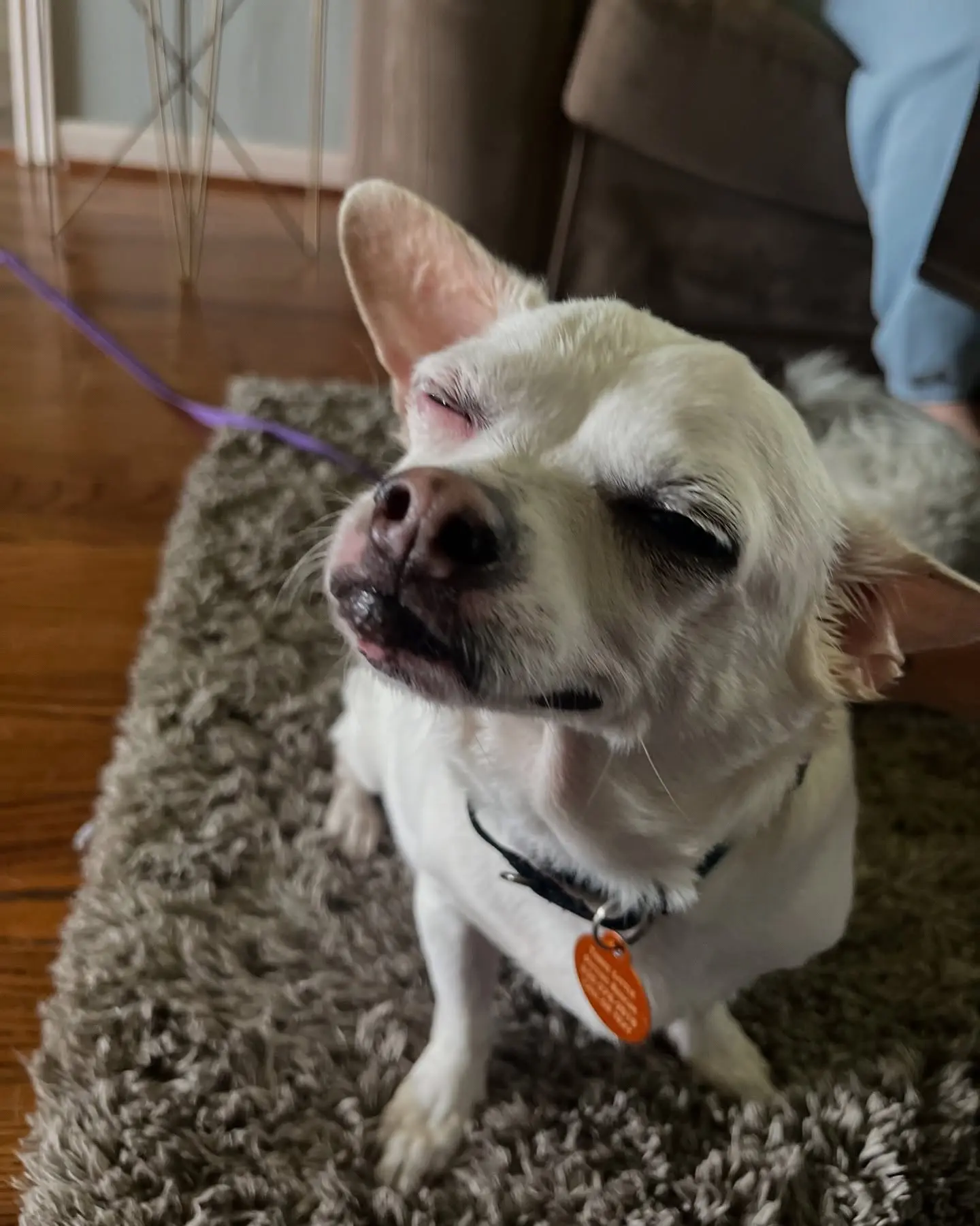 Jasmin Savoy Brown Introduces Her Adorable Pet Family With #AdoptDontShop Message