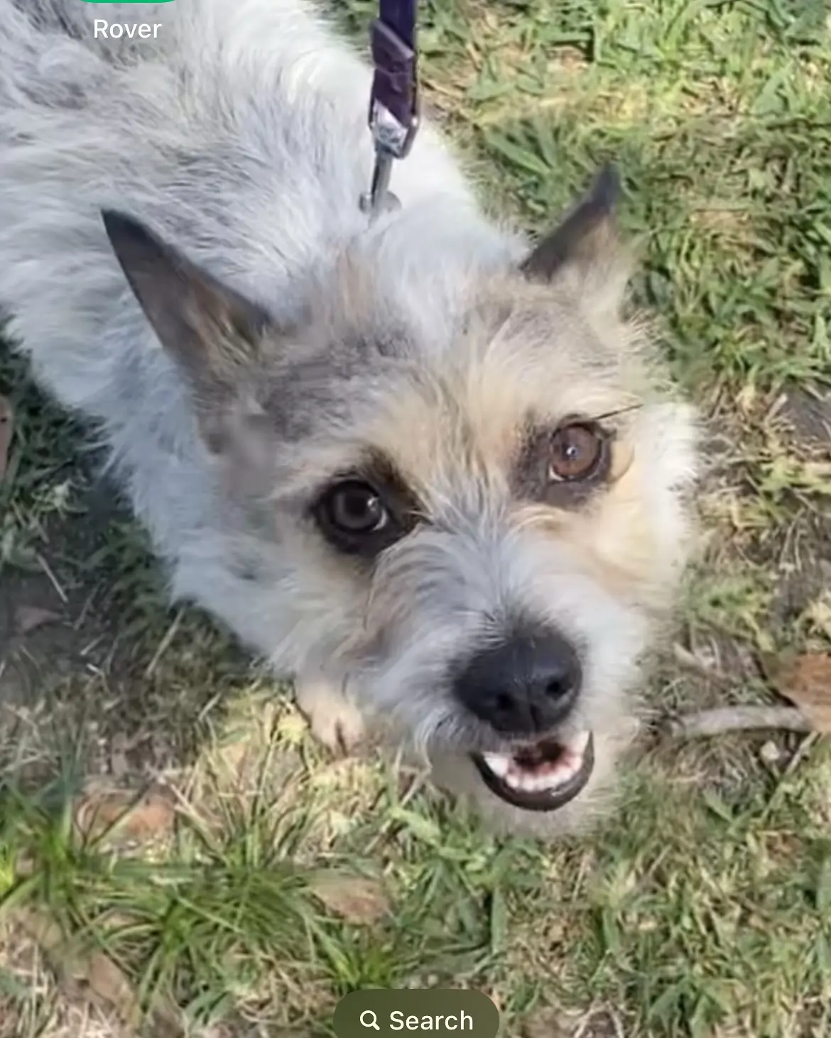 Jasmin Savoy Brown Introduces Her Adorable Pet Family With #AdoptDontShop Message
