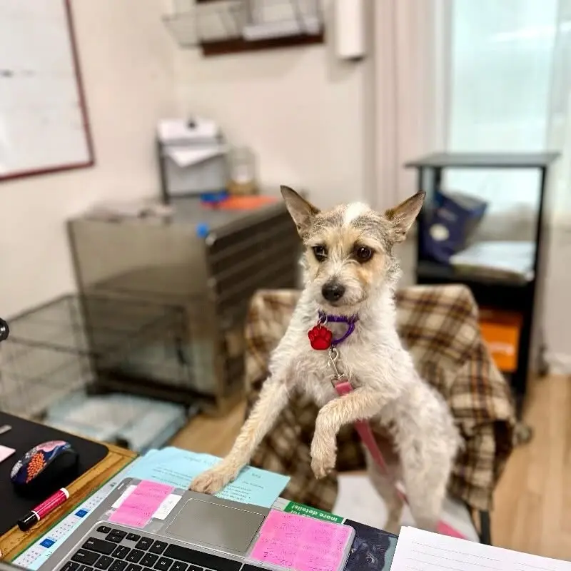 Jasmin Savoy Brown Introduces Her Adorable Pet Family With #AdoptDontShop Message