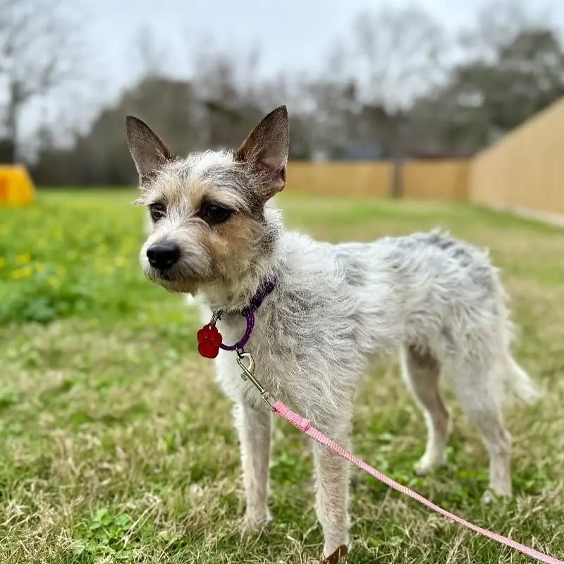 Jasmin Savoy Brown Introduces Her Adorable Pet Family With #AdoptDontShop Message