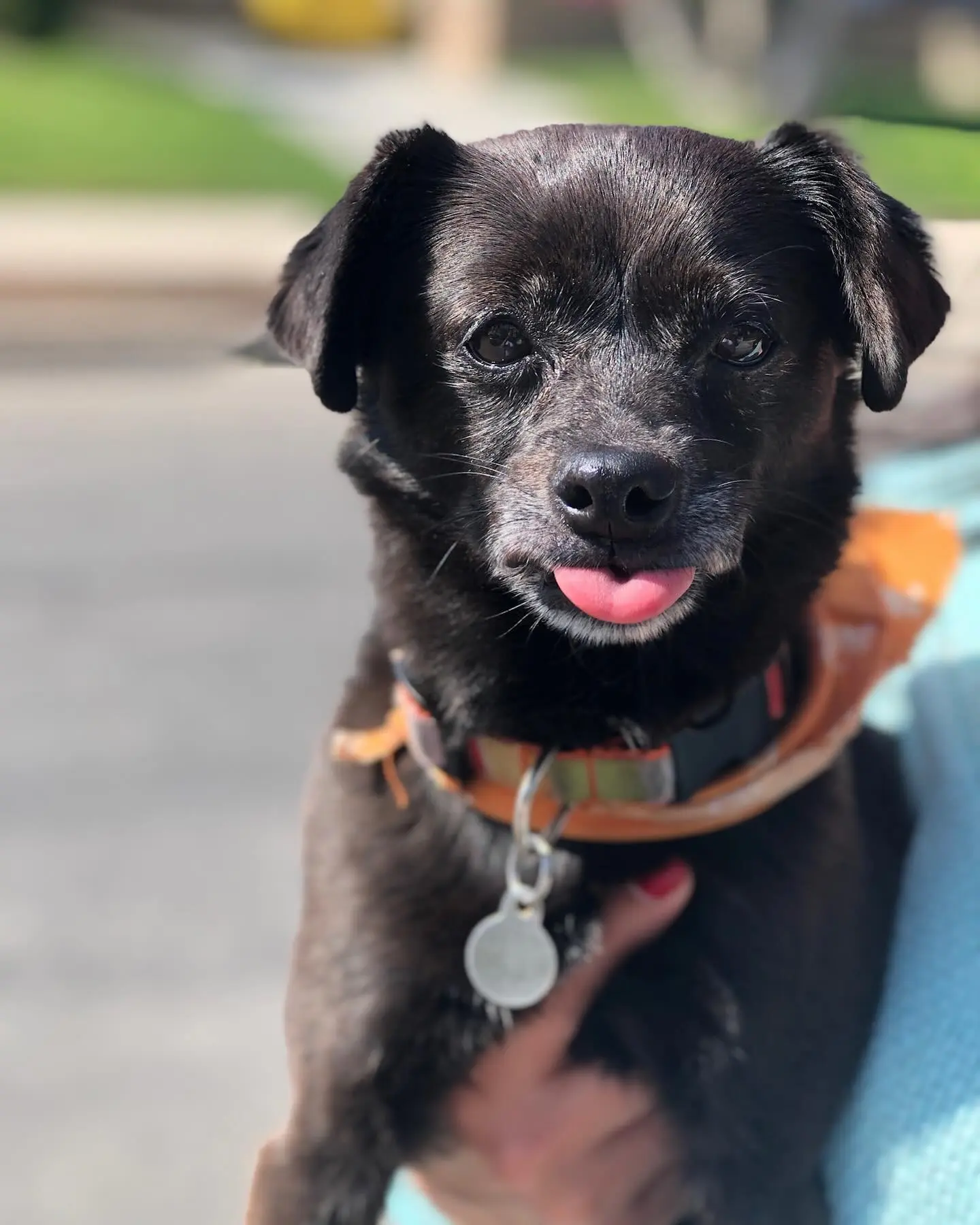 Josh Gad Mourns Beloved Dog Didi After 17 Remarkable Years