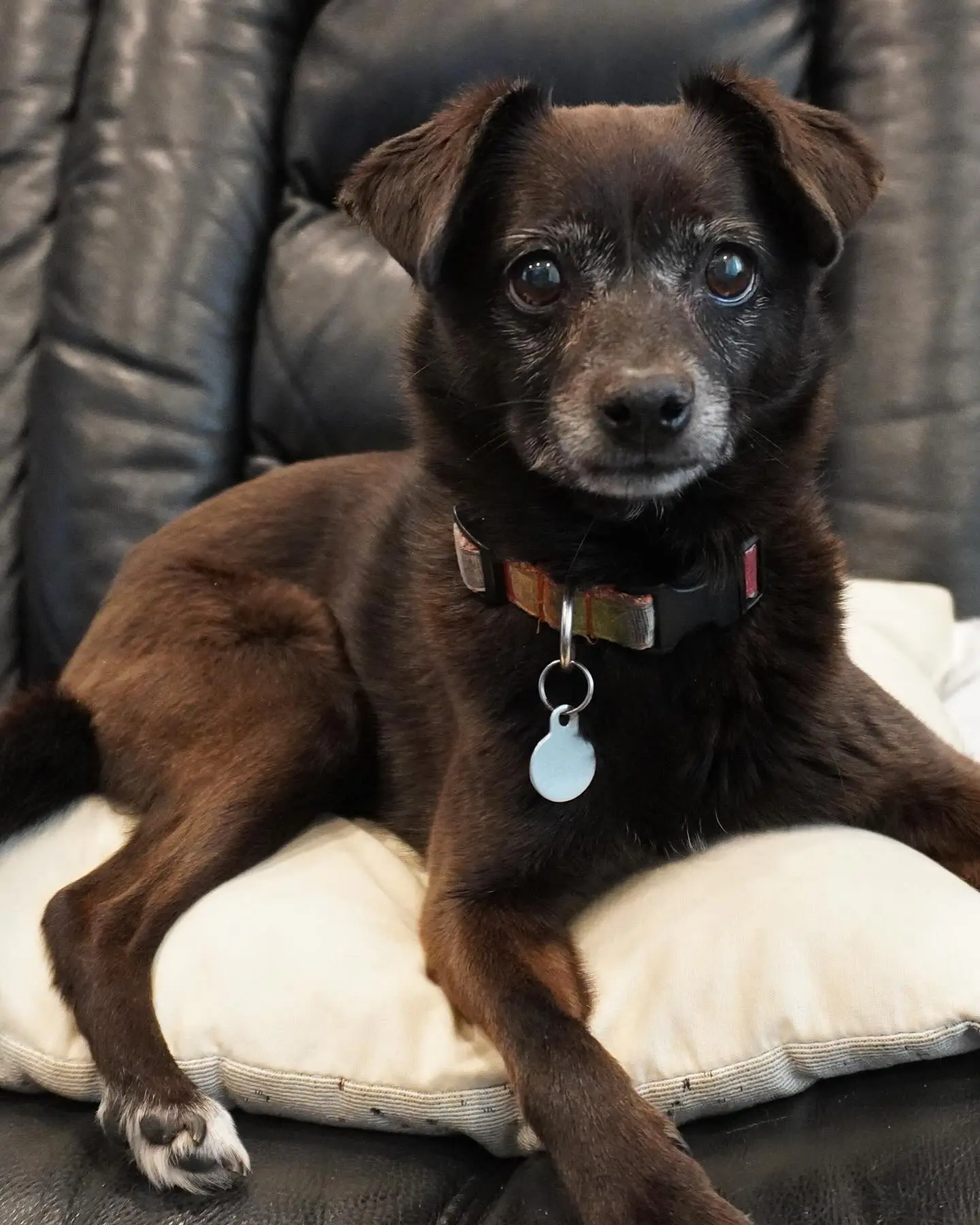 Josh Gad Mourns Beloved Dog Didi After 17 Remarkable Years