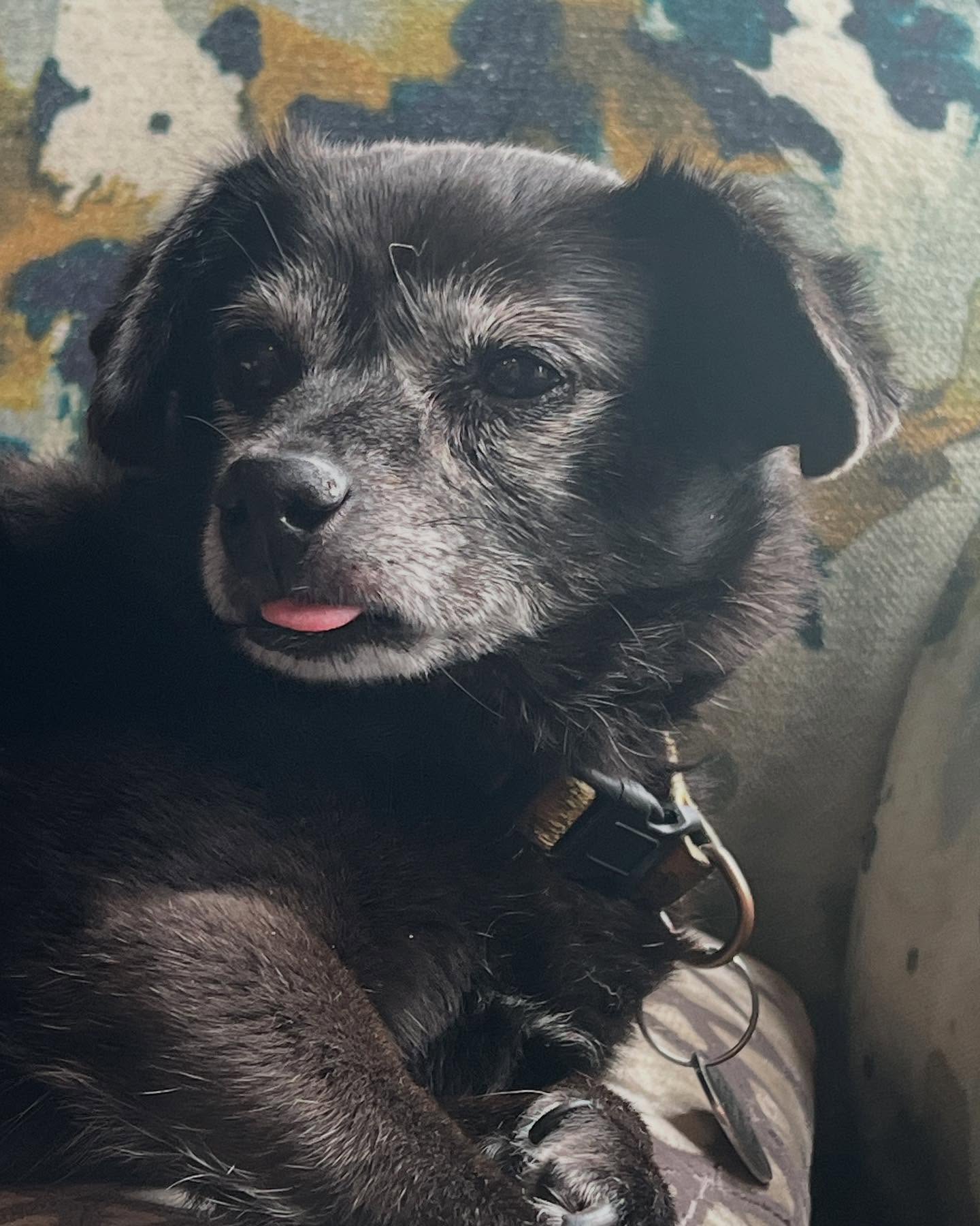 Josh Gad Mourns Beloved Dog Didi After 17 Remarkable Years