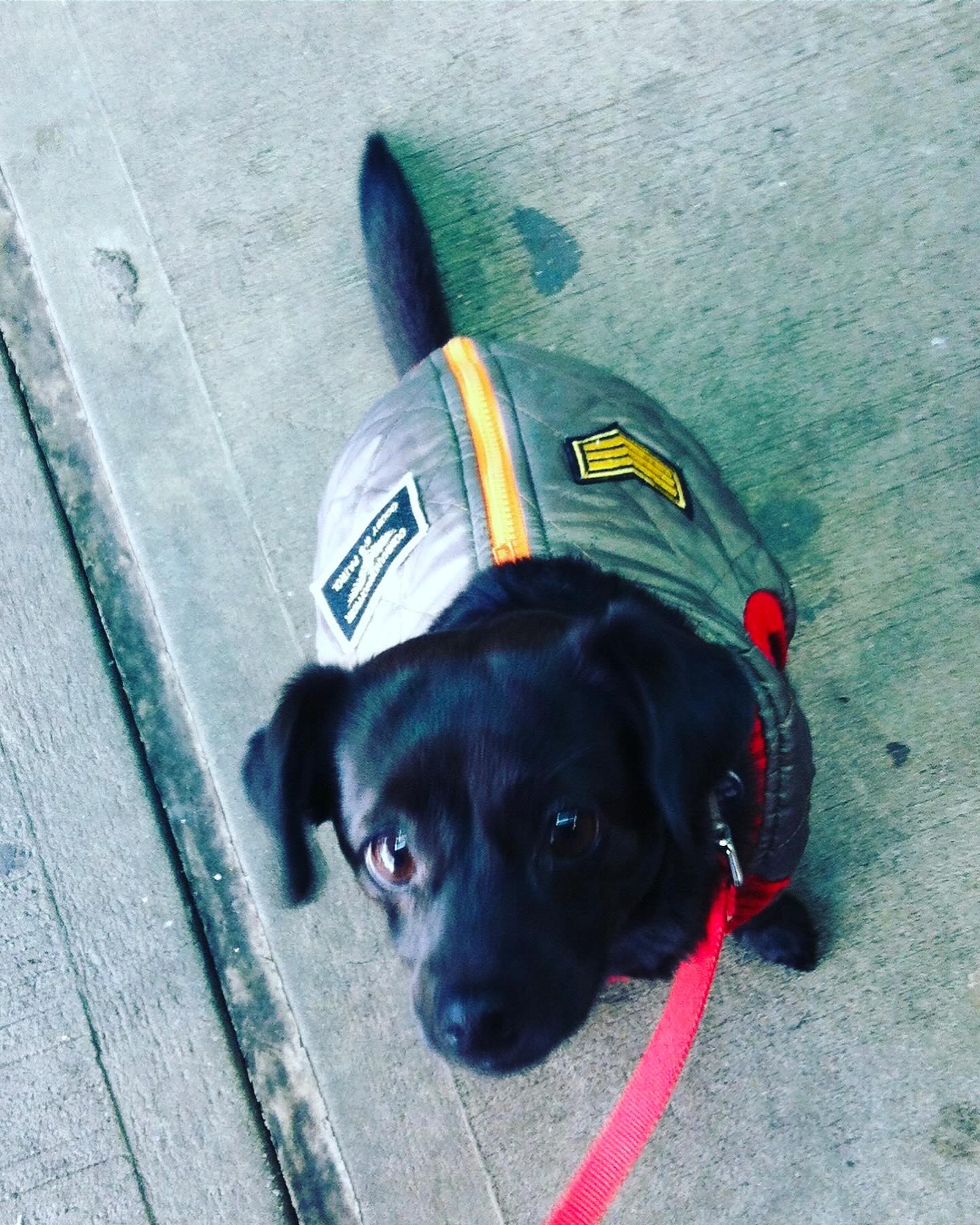 Josh Gad Mourns Beloved Dog Didi After 17 Remarkable Years