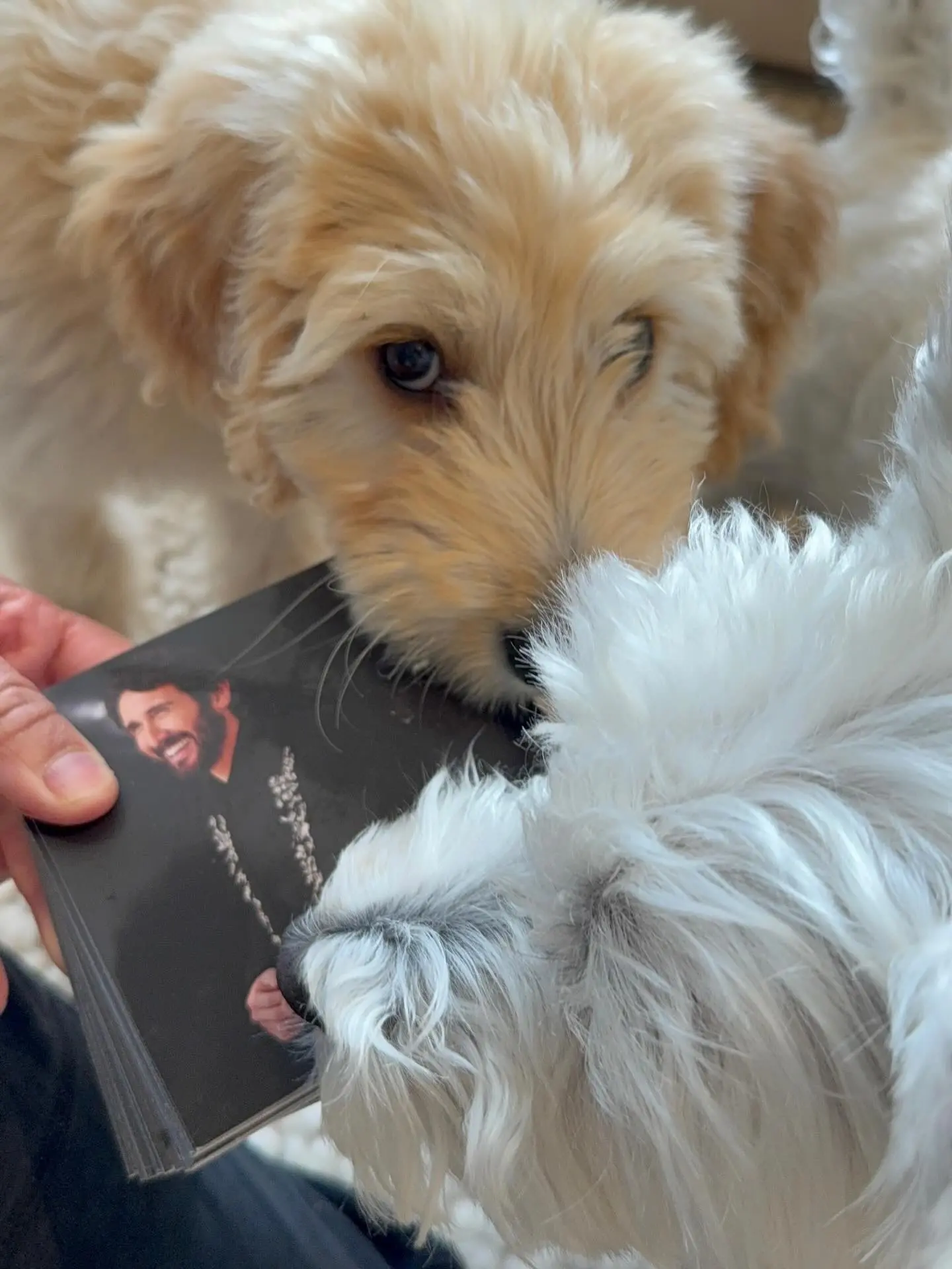 Josh Groban Shares Playful Moment As Pups Stevie And George Battle Over TalkShopLive Inserts Singer's furry companions steal the spotlight ahead of his upcoming TalkShopLive appearance