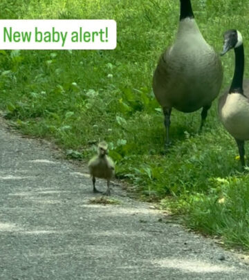 Actress charms fans by sharing baby geese amid sunny spring vibe