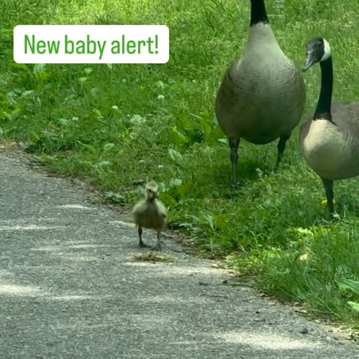 Kimberly Williams-Paisley Celebrates Spring With Baby Geese Actress charms fans by sharing baby geese amid sunny spring vibe