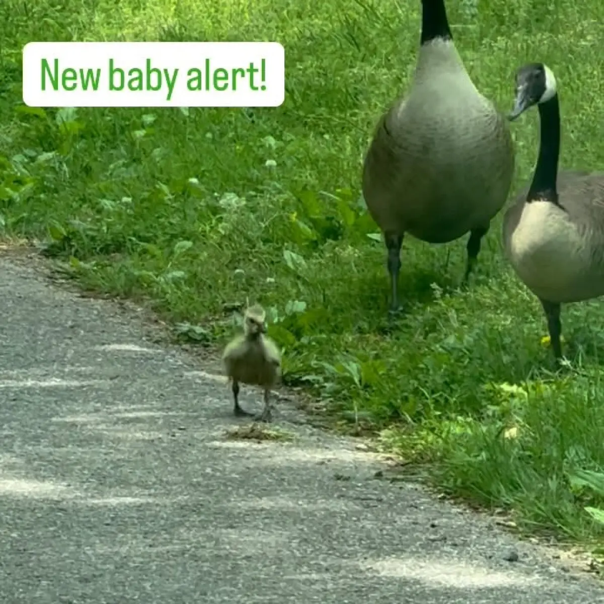 Kimberly Williams-Paisley Celebrates Spring With Baby Geese Actress charms fans by sharing baby geese amid sunny spring vibe