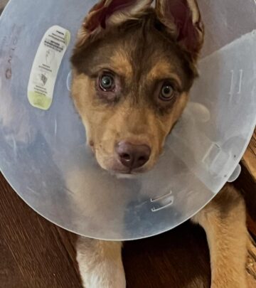 Lesley Fera Welcomes Ringo: A Rescue Story