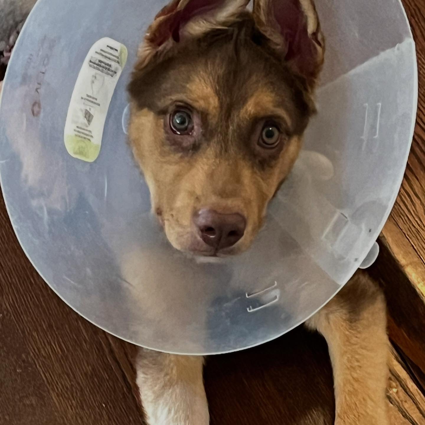 Lesley Fera Welcomes Ringo: A Rescue Story New rescue dog Ringo, a spirited mix with a past, finds love and care with Lesley Fera today
