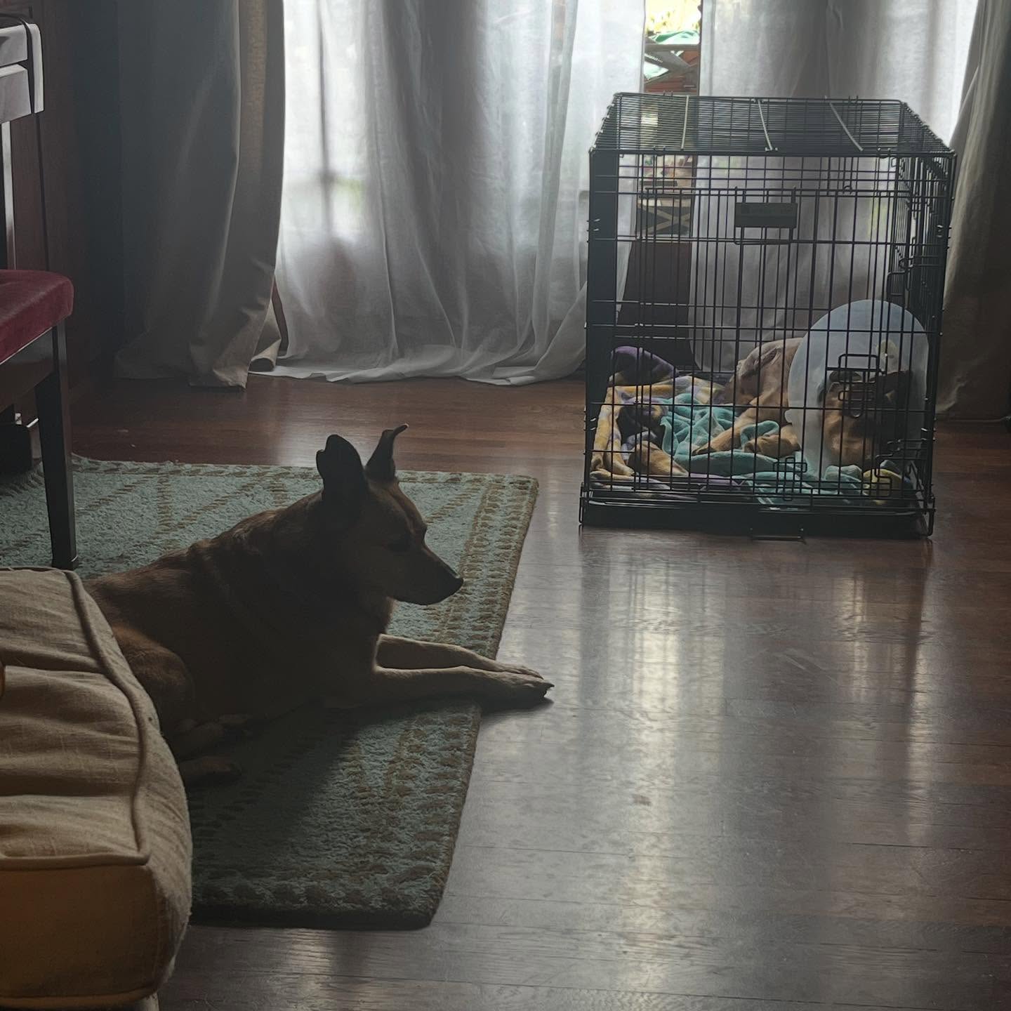 Lesley Fera Welcomes Ringo: A Rescue Story