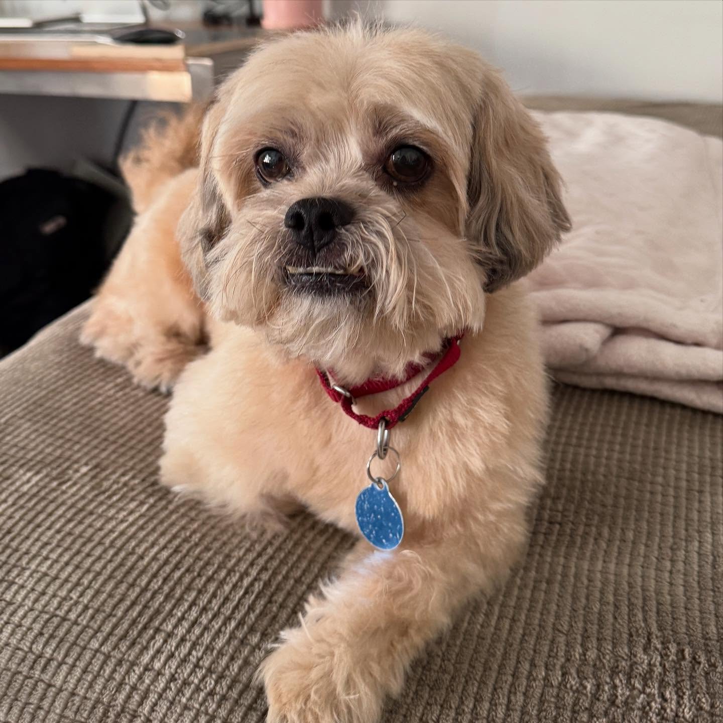 A bold little canine with attitude, new haircut charm and endless confidence in his walk.!