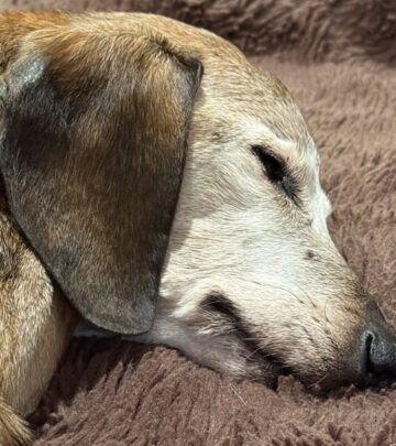 Mark Pellegrino celebrates his 18½-year-old hell hound with heartfelt love and devotion!!!