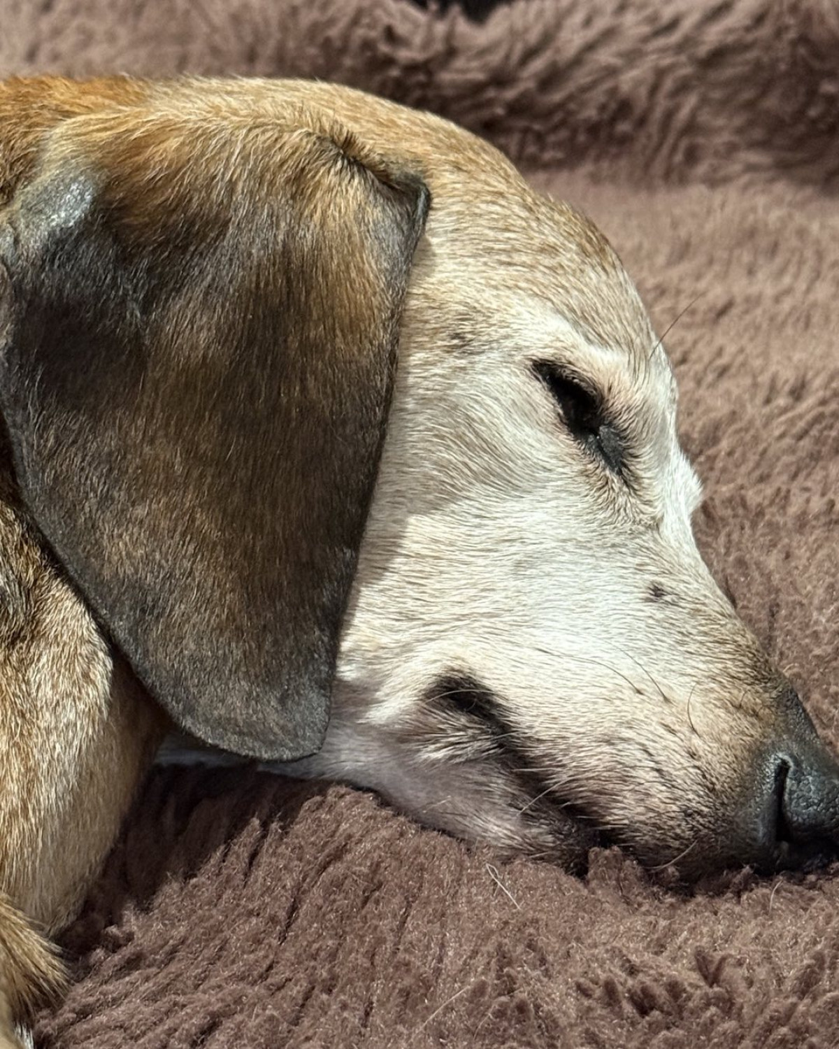 Mark Pellegrino Honors His Beloved Hell Hound On Instagram Mark Pellegrino celebrates his 18½-year-old hell hound with heartfelt love and devotion!!!