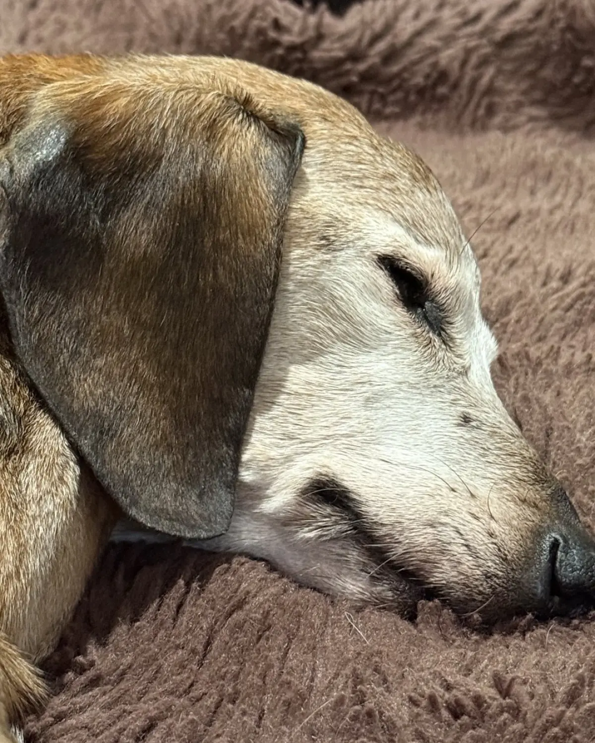 Mark Pellegrino celebrates his 18½-year-old hell hound with heartfelt love and devotion!!!