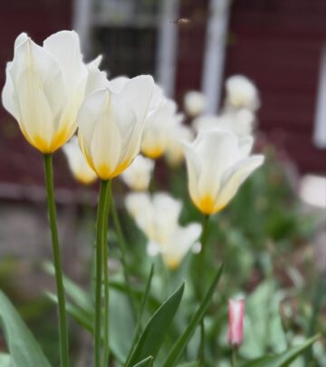 Molly Ringwald Embraces Nature With New Garden Instagram