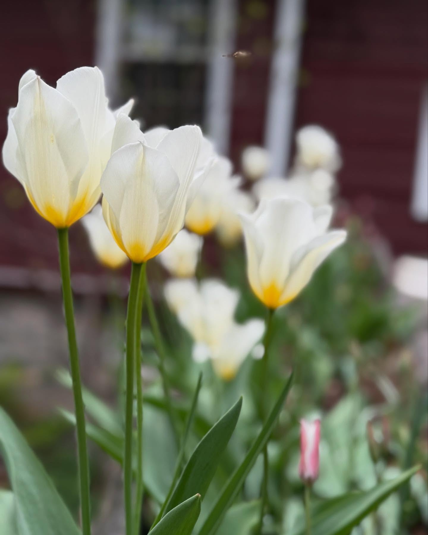 Molly Ringwald Embraces Nature With New Garden Instagram Molly Ringwald shares a tranquil garden post featuring tulips, Japanese maples and nature!