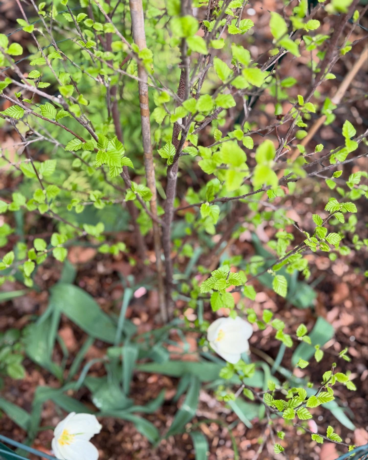 Molly Ringwald Embraces Nature With New Garden Instagram