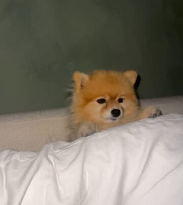 Mozhan Navabi Shares Pomeranian-Themed System Update