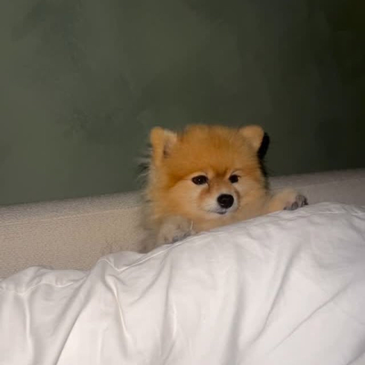 Mozhan Navabi Shares Pomeranian-Themed System Update Renowned Actress Mozhan Navabi blends tech lingo with adorable pomeranian charm on Insta!!