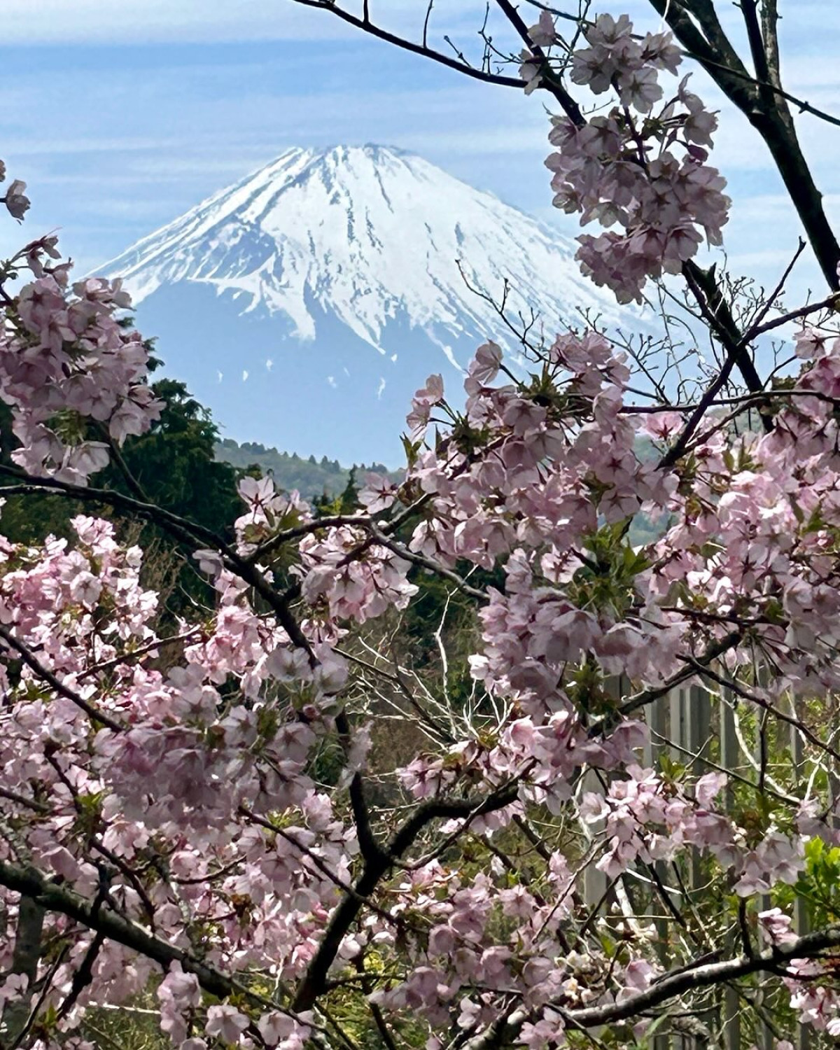 Nancy Lee Grahn Discovers Hidden Gem: Rare Full View of Mount Fuji Nancy Lee Grahn unveils rare, painterly Mount Fuji view from an exclusive ropeway stop.