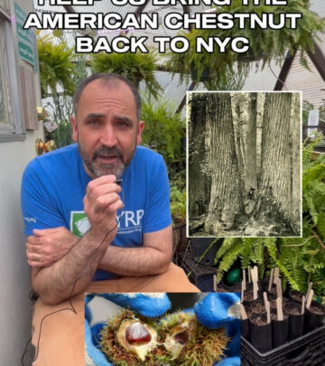 Join the community effort to bring back American Chestnuts to New York's urban landscape
