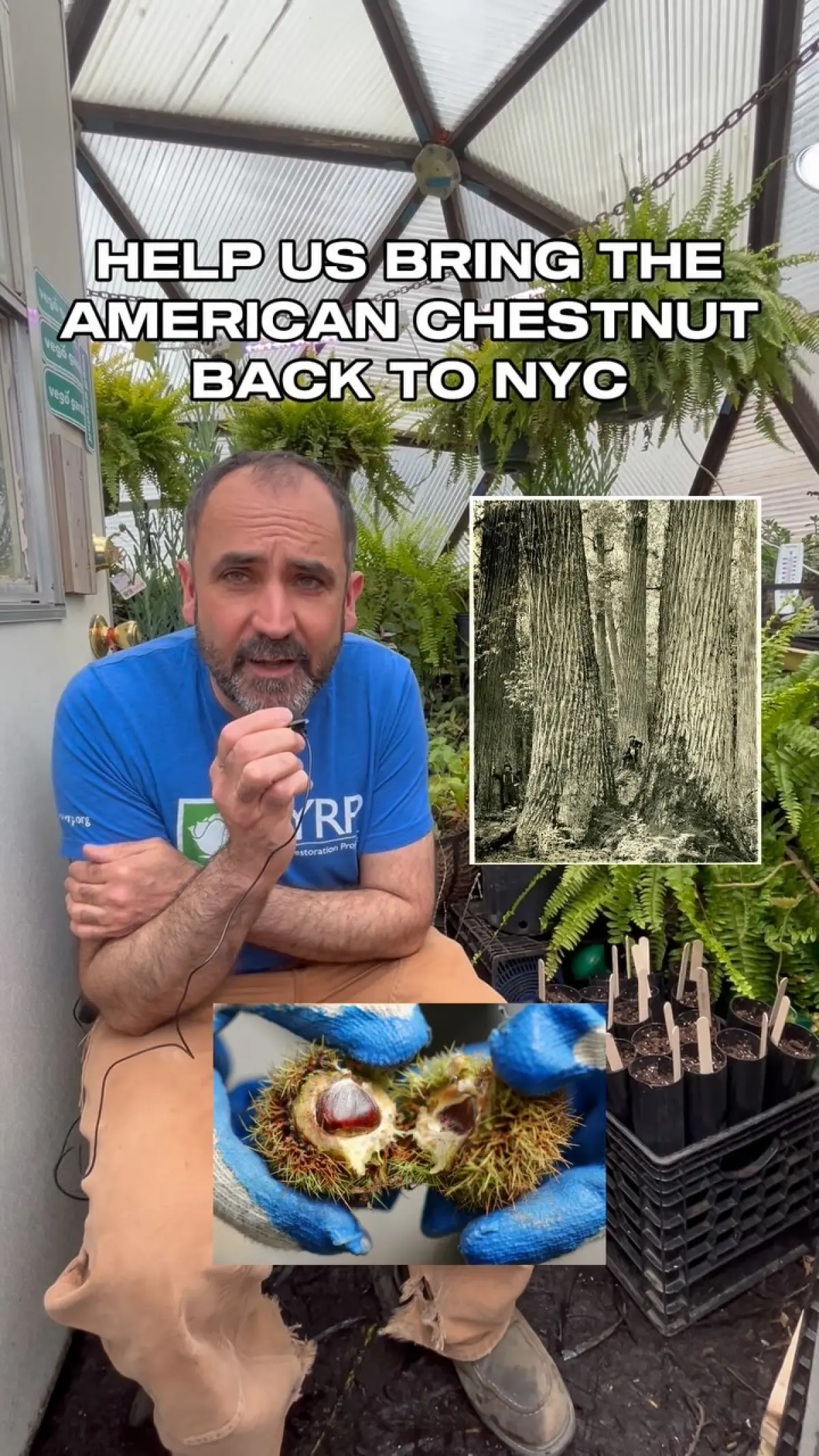 NYC’s 1000 Chestnut Challenge: Free Trees To Revive Extinct Species Join the community effort to bring back American Chestnuts to New York's urban landscape