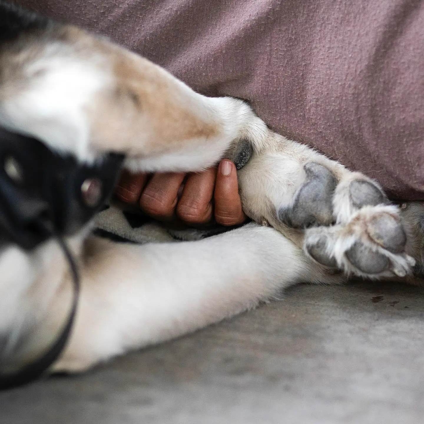 Rasika Mathur Shares Emotional Healing Moment With Her Dog Zephyr After Cat Energy Session
