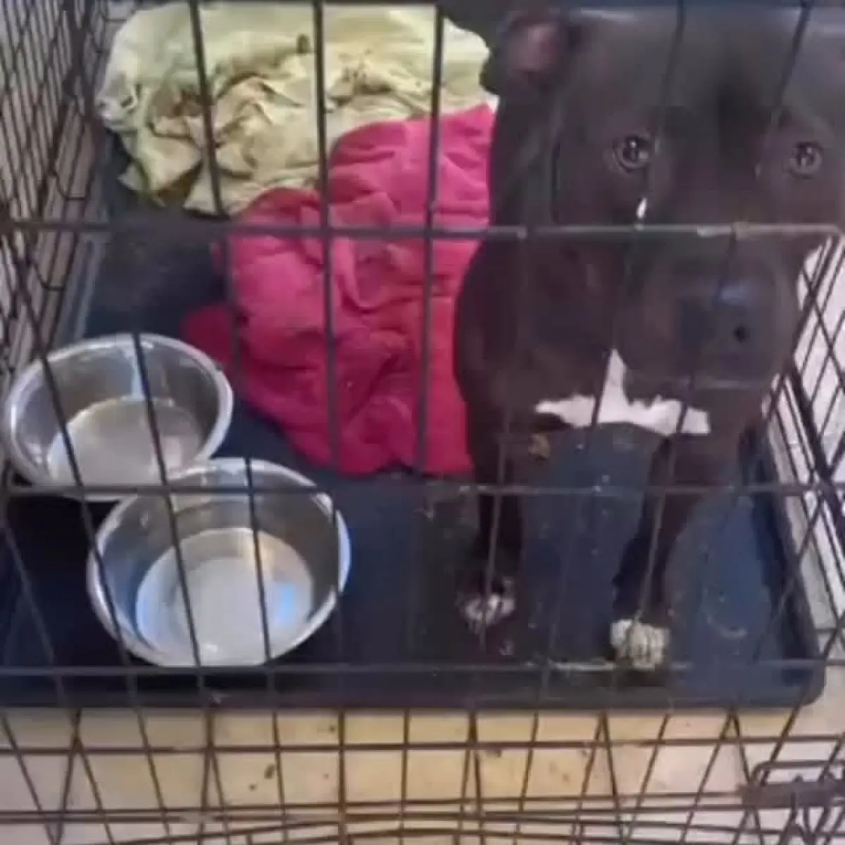 Rebecca Corry Exposes Cruelty In LA Animal Shelters, Calls For Transparency Rebecca Corry uncovers mistreatment of animals and pushes for change in practices
