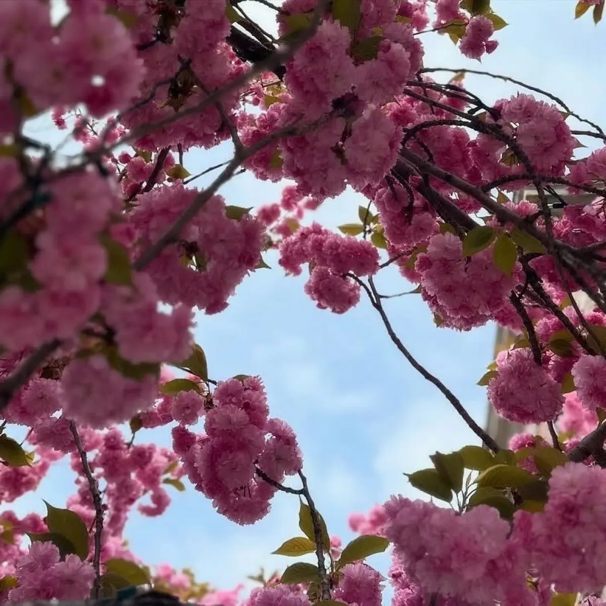 Shantel VanSanten Celebrates Cherry Blossom Memories Instagram post depicts actress and friends bidding goodbye to the cherished pink-covered trees.
