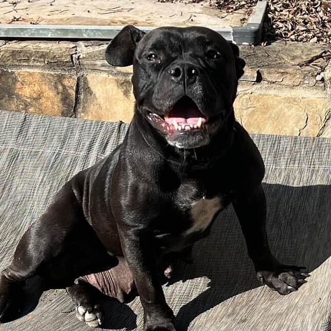 Stand Up For Pits: Rescue, Comedy & Canine Hearts Set to Unite