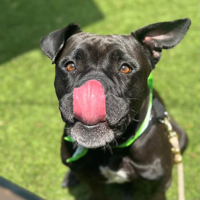 Stand Up For Pits: Rescue, Comedy & Canine Hearts Set to Unite