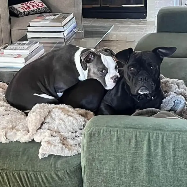 Stand Up For Pits: Rescue, Comedy & Canine Hearts Set to Unite