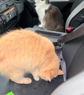 WWE star unveils his softer side with his cats on a rainy Saturday!