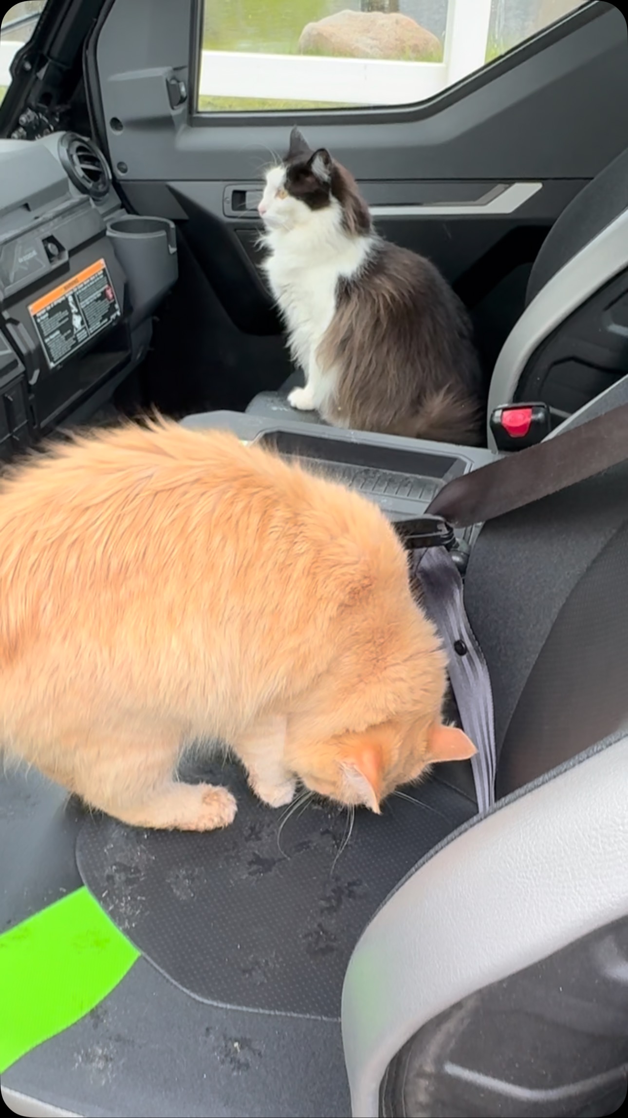Steve Austin Reveals Feline Companions On A Rainy Saturday WWE star unveils his softer side with his cats on a rainy Saturday!