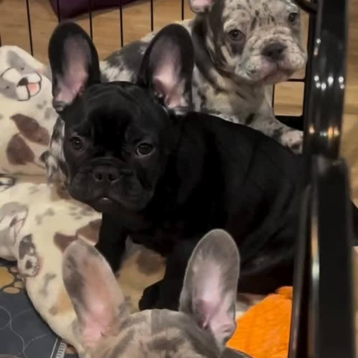 Tyrese Gibson’s Puppy Crisis Sparks Tour Tease Tyrese Gibson teases a buddy’s puppy-selling crisis on the road before starting his tour!