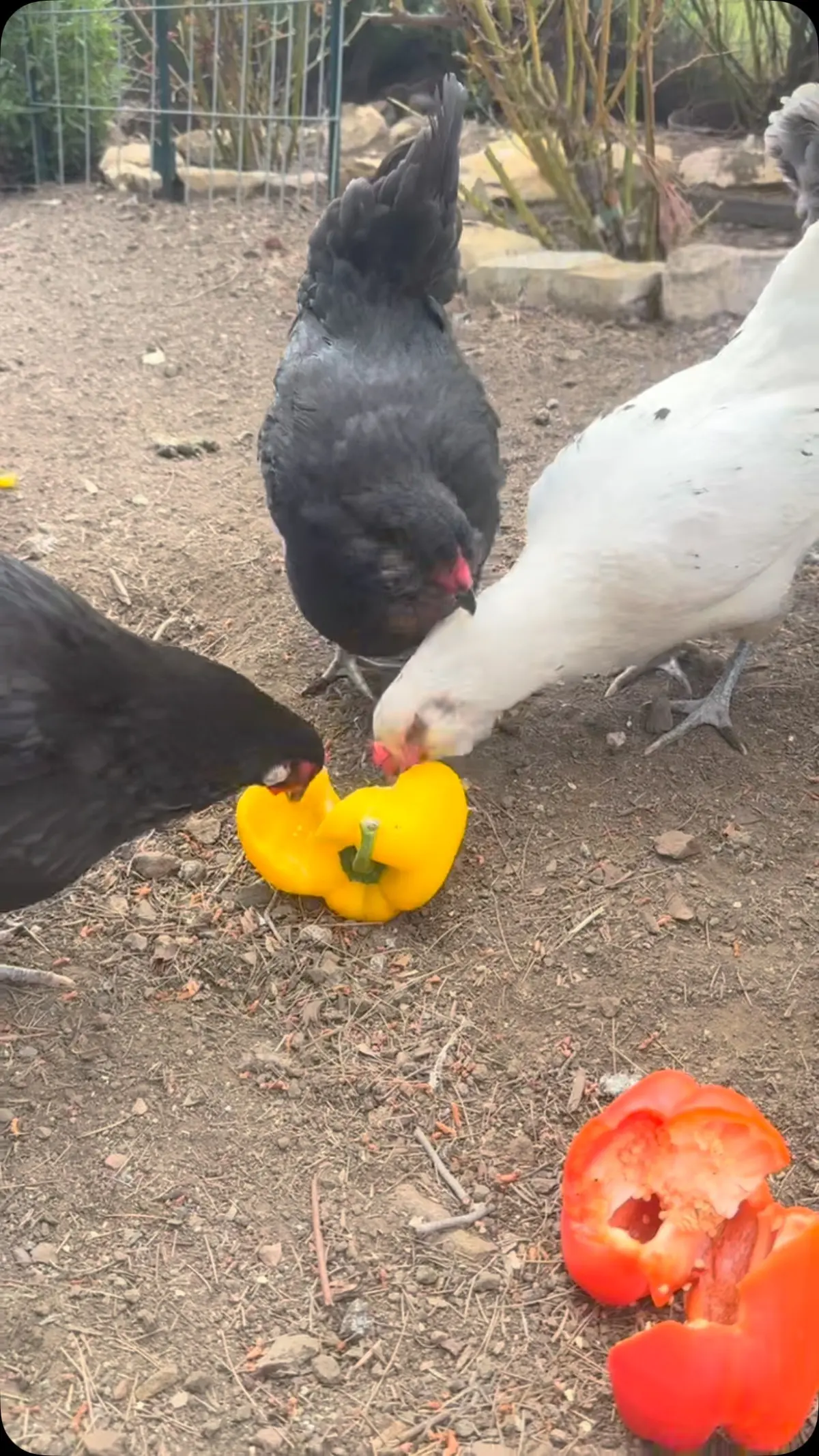 Victoria Principal Shares Glimpse Of Her Pet Hens Enjoying Vegetables Actress and animal lover shows off her feathered friends in delightful backyard hen party.