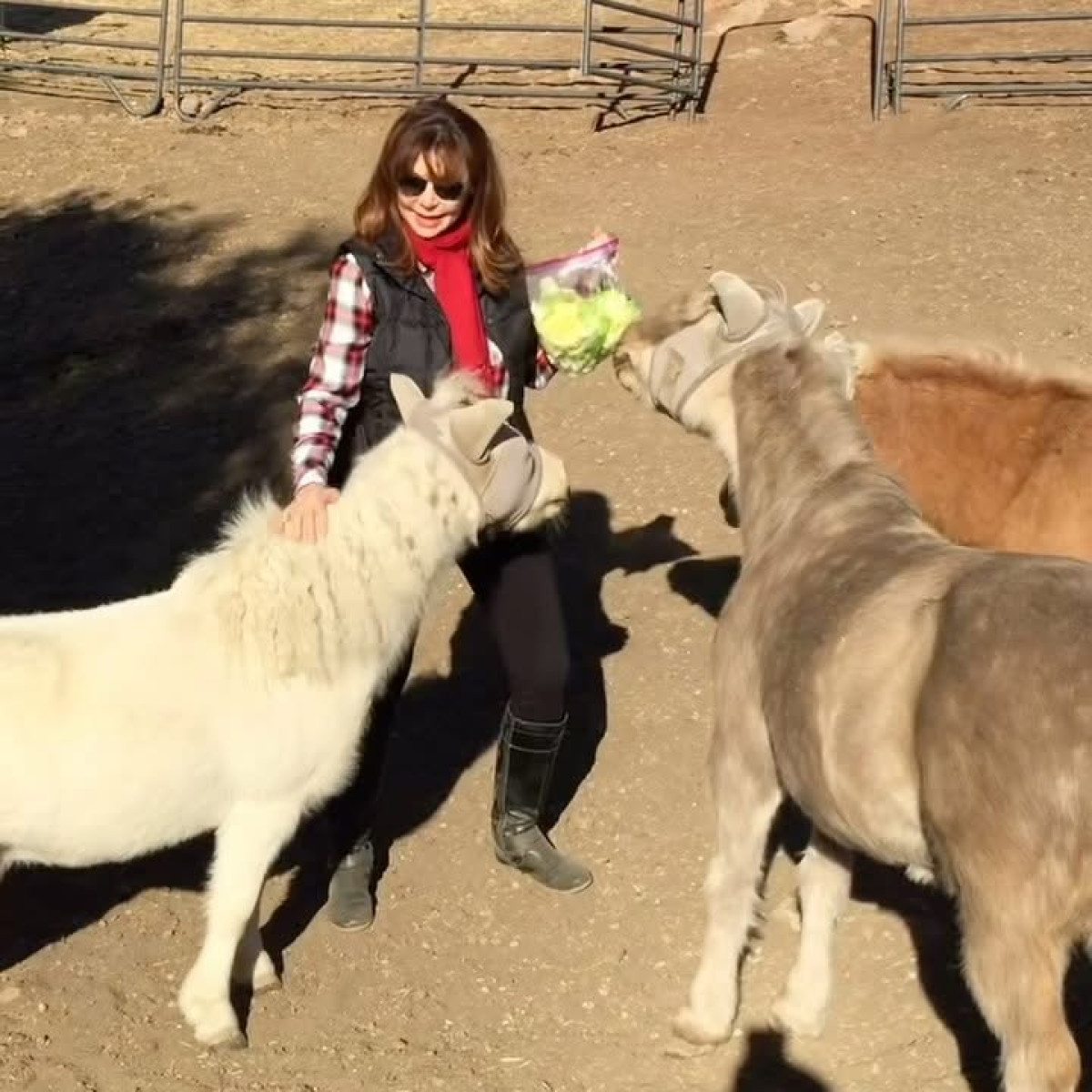 Victoria Principal’s Quirky Equine Fashion Sparks Interest Actress Victoria Principal charms fans with witty animal care posts and chic equine style!