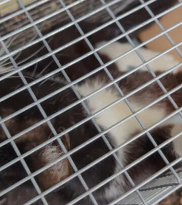 From the streets to safety — one act of kindness, one rescued heart.