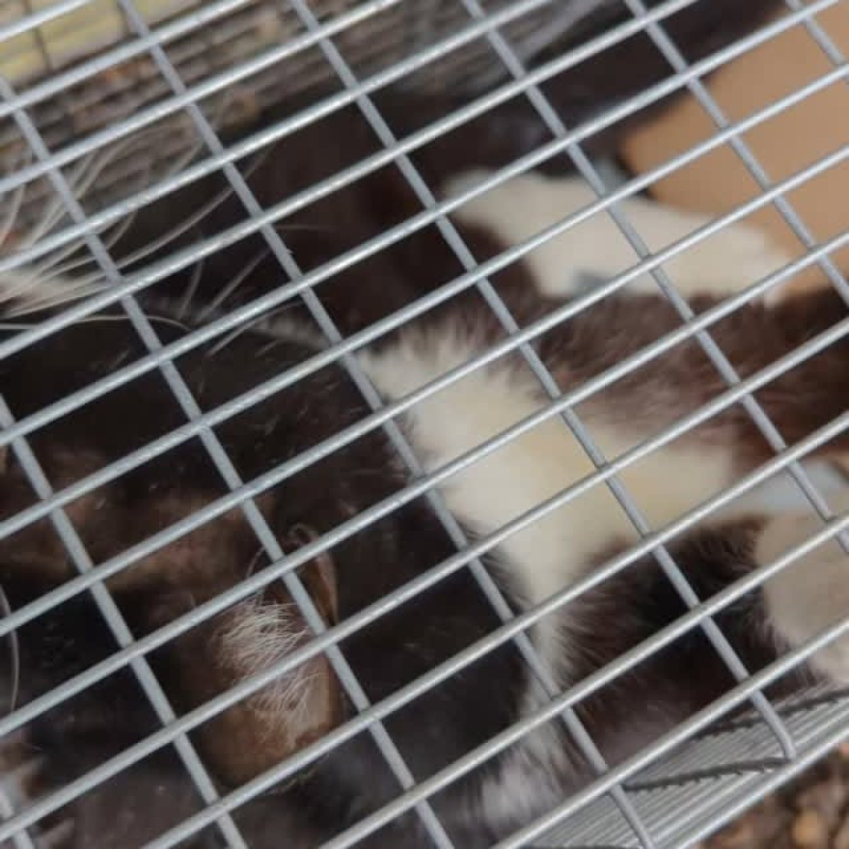 From the streets to safety — one act of kindness, one rescued heart.